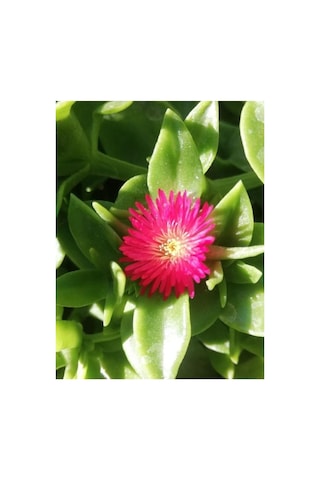Buz Çiçeği Fidesi Fidanı Yer Örtücü Çok Yıllık Aptenia Cordifolia