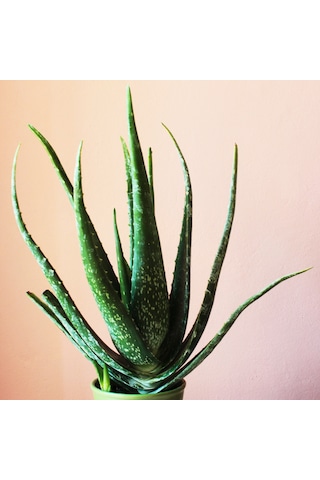 Saksıda Aloe Vera Fidanı