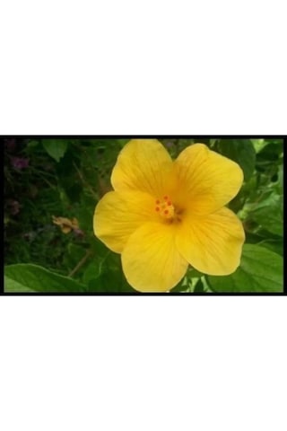 Serada Decor Plant Japon Gülü Sarı Çiçeği Fidanı