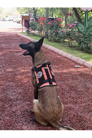 Tactical Göğüs Tasması Taktik Tasma Turuncu