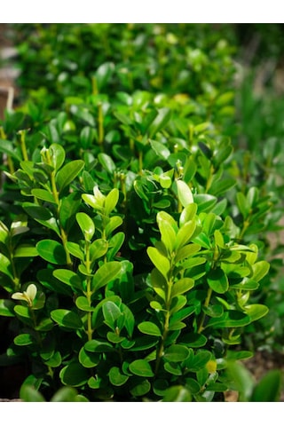 Peyzaj Bitkisi Şimşir Çalısı Buxus