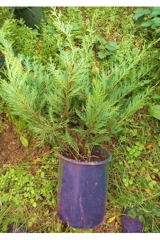 Yayılıcı Leylandi Cupressocyparis Leylandii Horizantelis 40-60 Cm 10 Adet