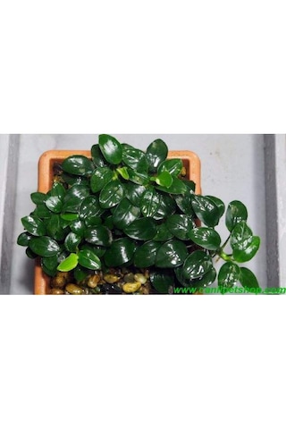 Anubias Barteri Var. Nana 1 Ad 4-5 Yaprak