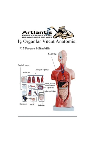 İnsan Organ Maketi 45 Cm 1 Adet İnsan Anatomi Modeli 15 Parça Sök Tak İnsan İç Organları Tıbbi Model Vücut