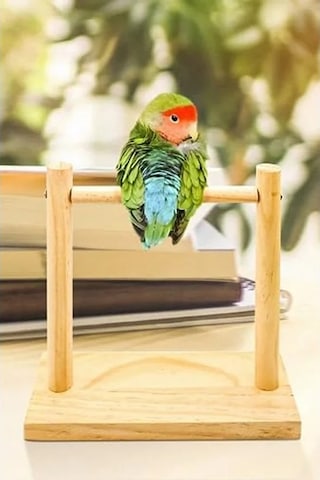 Ahşap Taşınabilir Eğitim Standı, Muhabbet Kuşu Eğitimi İçin