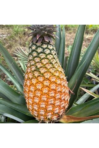Giant Kew Dev Ananas Fidanı İri Meyveli Nadir Tropikal Koleksiyon Çeşidi Ananas Comosus Bzmfdncı0001677