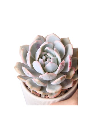 Echeveria Monreo Var - Sukulent Haangarden
