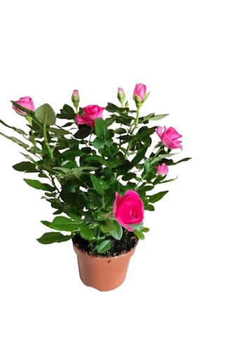 2 Adet Saksıda Bodur Gül Çiçeği Pembe Renk