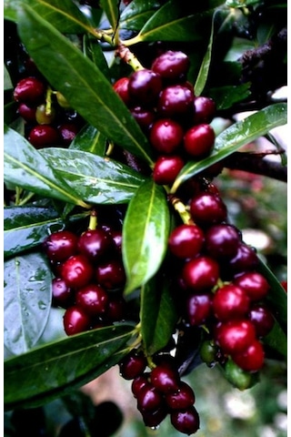2 Yaşında Karayemiş Fidanı Prunus Laurocerasus Sağlıklı Ve Uz