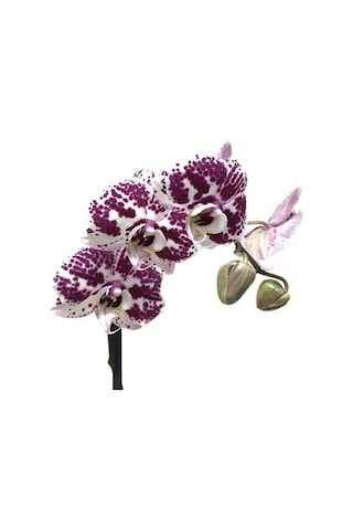 Phalaenopsis Purple Dots (Mor Orkide) 12 CM 70-80 CM