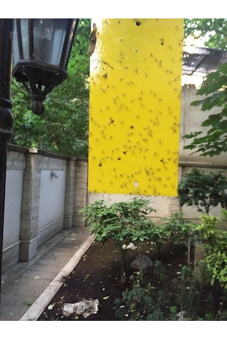 Bytrap Tuta-tut Sinekler İçin Yapışkan Tuzak 5 L