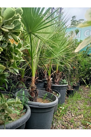 Yeşil Deniz Fidancılık Washingtonia Palmiye Fidanı 70-120 Cm