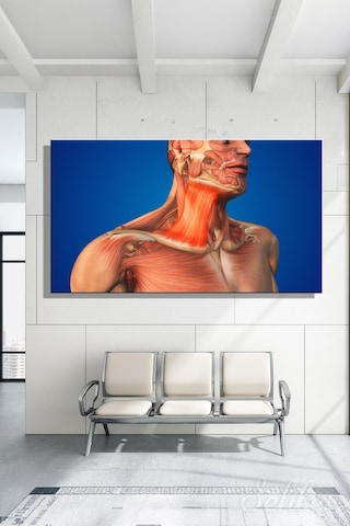 İnsan Boyun Kaslarının Anatomisi Platysma Kası 3d Tıbbi İllüstrasyon Kanvas Tablo Yatay Tekli 3557
