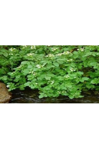 Doğal Su Teresi Tohumu 20 Tohum