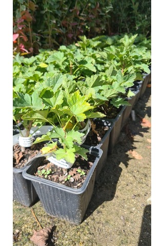 Frenk Üzümü Kırmızı+siyah 2 Adet