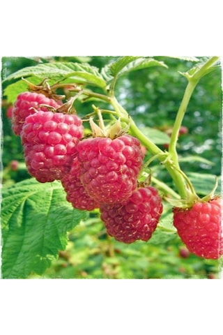 Tüplü Çok İri Meyveli Yediveren Nevada Ahududu Fidanı