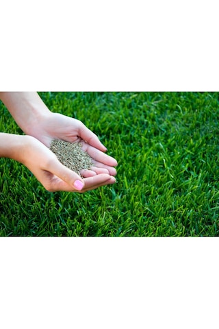 Fıto Sparring 5 Karışım Çim Tohumu 5 Kg