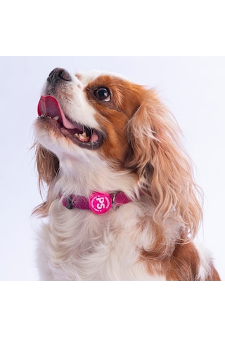 Fuşya Köpek Boyun Tasması Ayarlanabilir Köpek Tasması M Pembe