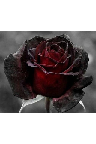 5 Adet Red And Black Rose Gül Tohumu