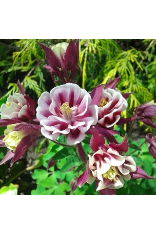 Haseki Küpesi Tohumu 20 Adet