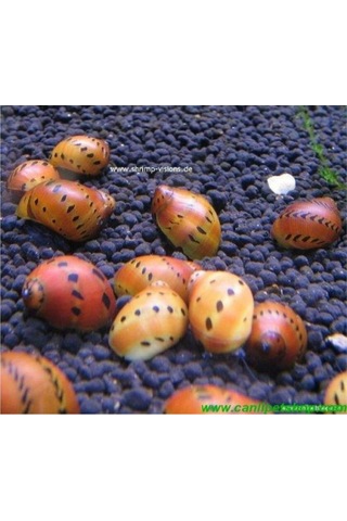 Benekli Nerite Salyangoz 1 Adet