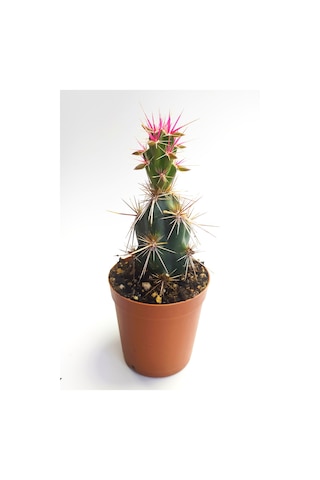 Corynopuntia Invicta Nadide Tür Kaktüs Özel Tekli Kaktüs 5.5 Cm