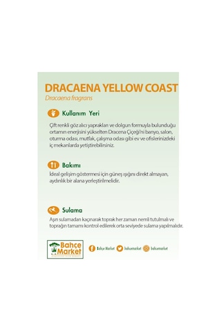 Dracaena Yellow Coast Yeşil