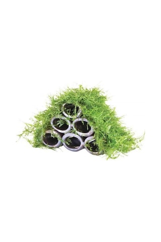6 Lı Karides Yuvası Ve Üretim Tüpüne Tutturulmuş Moss Boyu 10 Cm