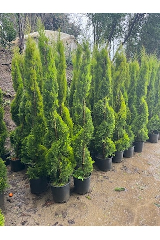 Spiral Limoni Selvi Boy 200-230 Cm