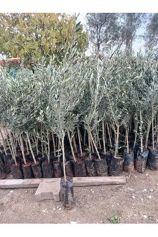 1,5 Yaşında Gemlik Trilye Zeytin Fidanı