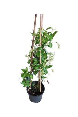 Ful Yasemin Çiçeği Beyaz Kokulu Saksılı 10-20 Cm