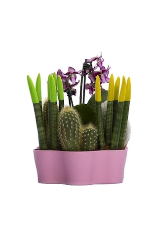 Plastik Kaktüs Saksı 5,5 Cm 25179696