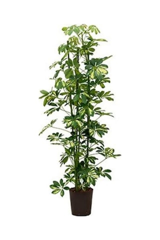 Şeflera-schefflera Arboricola 2 Dallı - 90-110cm