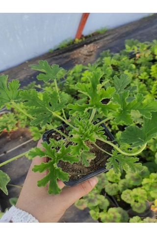 Kokulu Itır Fidesi 1 Adet Saksılı 10-25cm Aromatik Bitki Gül Damlası Çiçeği