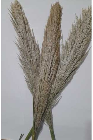 Pampas 3 Adet