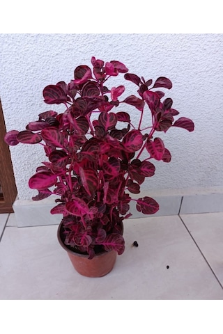 Dikenler Tacı