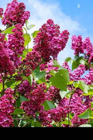 Pembe 1 Adet Leylak Çiçeği Fidanı 80-160cm Saksılı LFlower