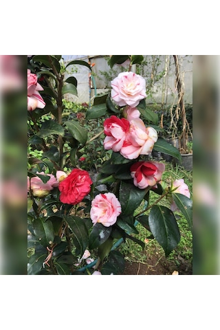 Kamelya Kırmızı Beyaz 3 Renk Açar 50-80 Cm Özel Ürün