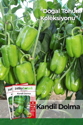 150 Adet Yerli Ata Kandil Dolma Biber Tohumu