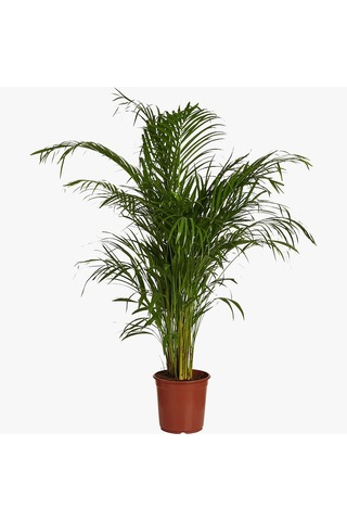 Areka Palmiyesi 120-150 cm