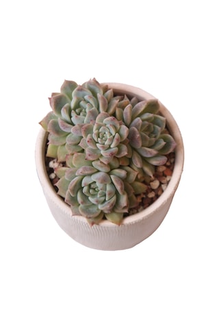 Echeveria Frost Flower - Sukulent Haangarden