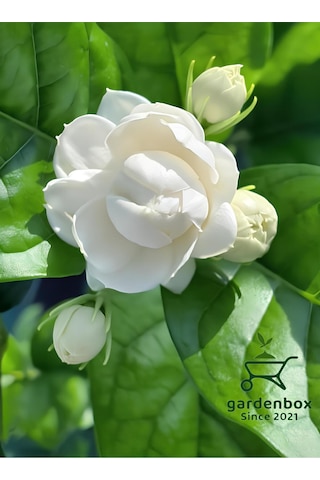 Kokulu Katmerli Ful Yasemin Çiçeği 1 Adet Saksılı 40-60cm Jasminum Sambac