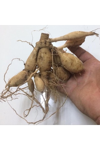 Riviera Dahlia Dev Yıldız Çiçeği Yumrusu 1 Adet
