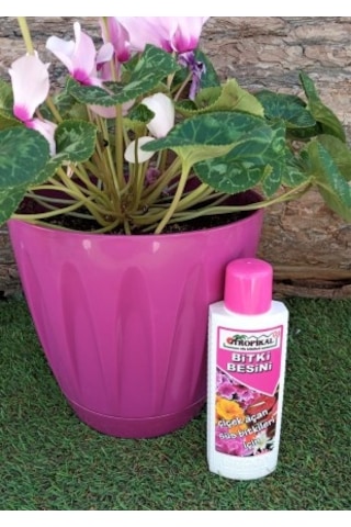 Bitki Besini 3' lü Set Kaktüs Sukulent Besini Çiçek Açtıran