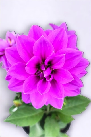 Yıldız Çiçeği Dahlia Mor