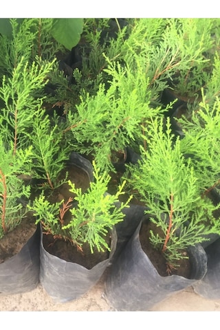 Videolu Limon Çamı Limoni Servi 30 50 Cm 1 Adet Tüplü Dış Mekan Ağaç Cupressus Macrocarpa Goldcrest