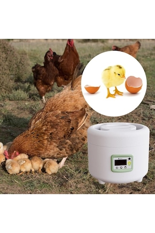 Pazly Yumurta Suntek Ördek Kuşları Için Çok Bıldırcın Amaçlı Gi