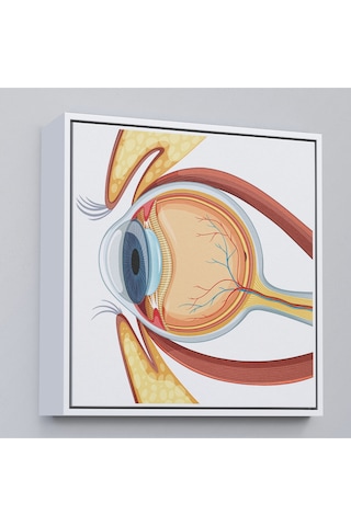 Çerçeveli Göz Anatomizi Tablosu - Göz Doktoru Hediyesi-8367