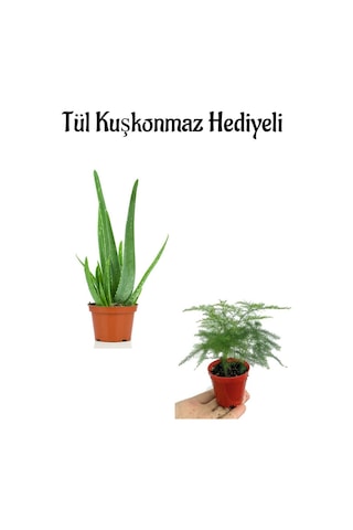 Dolgun Formlu Aleovera Bitkisi Sevgililer Gününe Özel Tül Kuşkonmaz Hediyeli