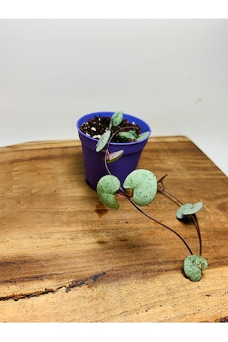 Ceropegia Woodi - Kalp Kalbe Karşı Bitkisi Tek Kök - Koleksiyonlu